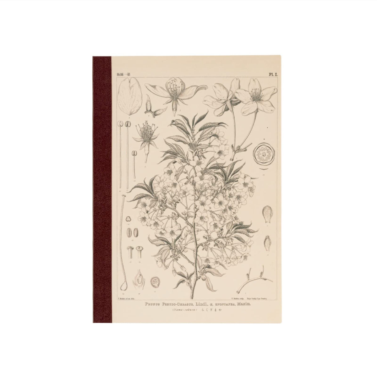 Tomitaro Makino/Almost Daily Square Notebook (A5) Yamazakura 3.7 mm Square 288 Pages, 4 Color Grid