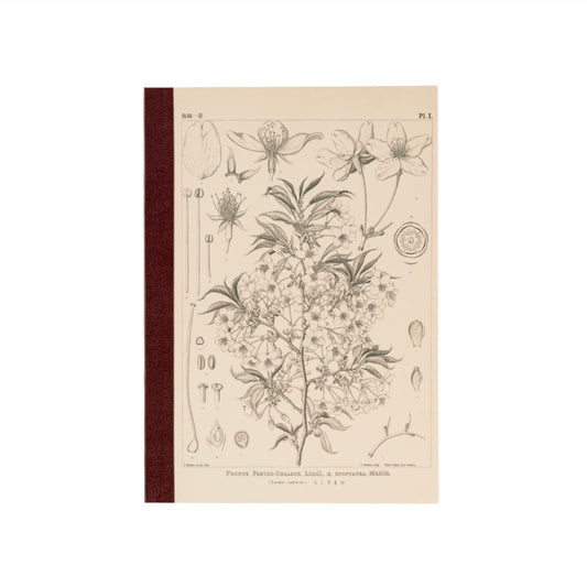 Tomitaro Makino/Almost Daily Square Notebook (A5) Yamazakura 3.7 mm Square 288 Pages, 4 Color Grid