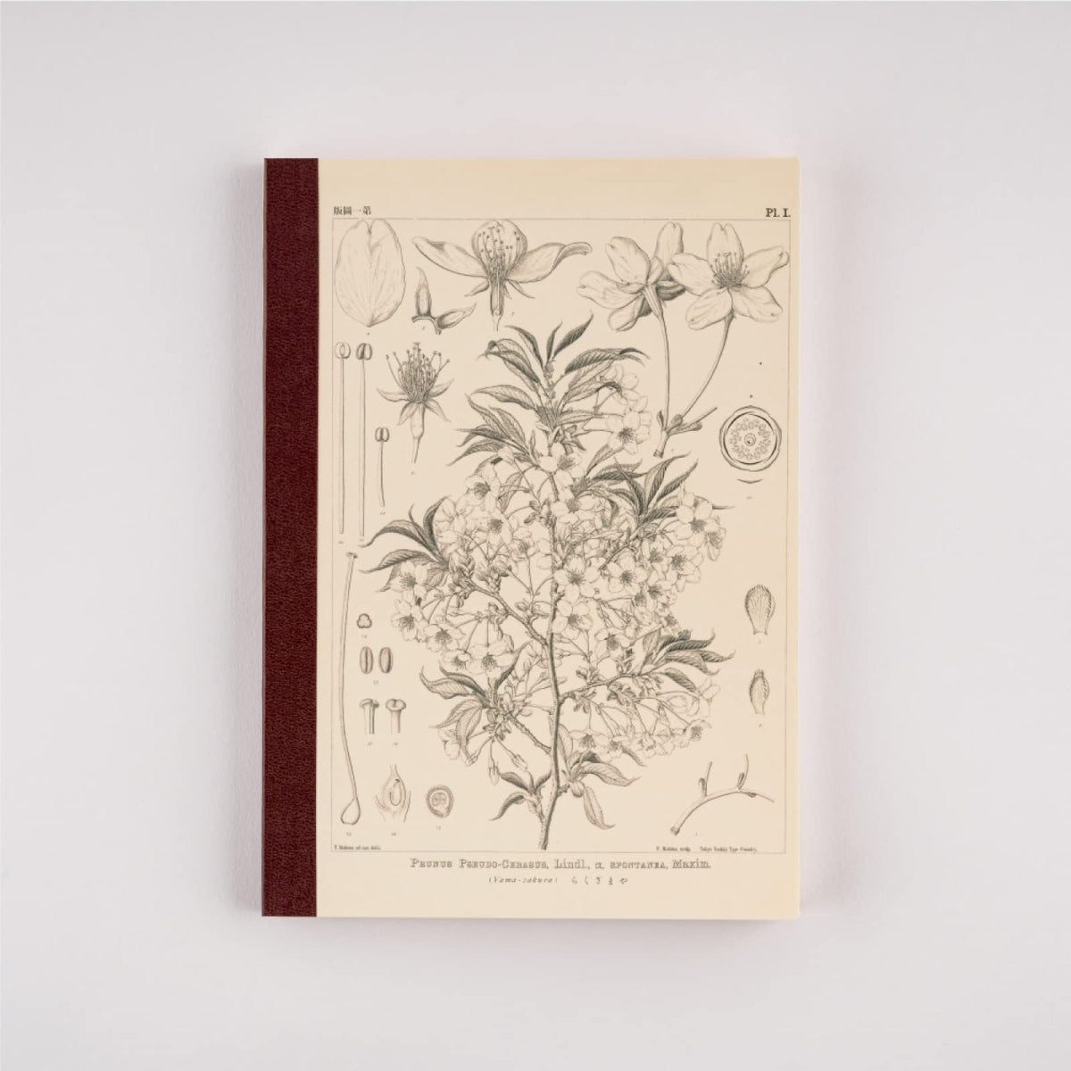 Tomitaro Makino/Almost Daily Square Notebook (A5) Yamazakura 3.7 mm Square 288 Pages, 4 Color Grid