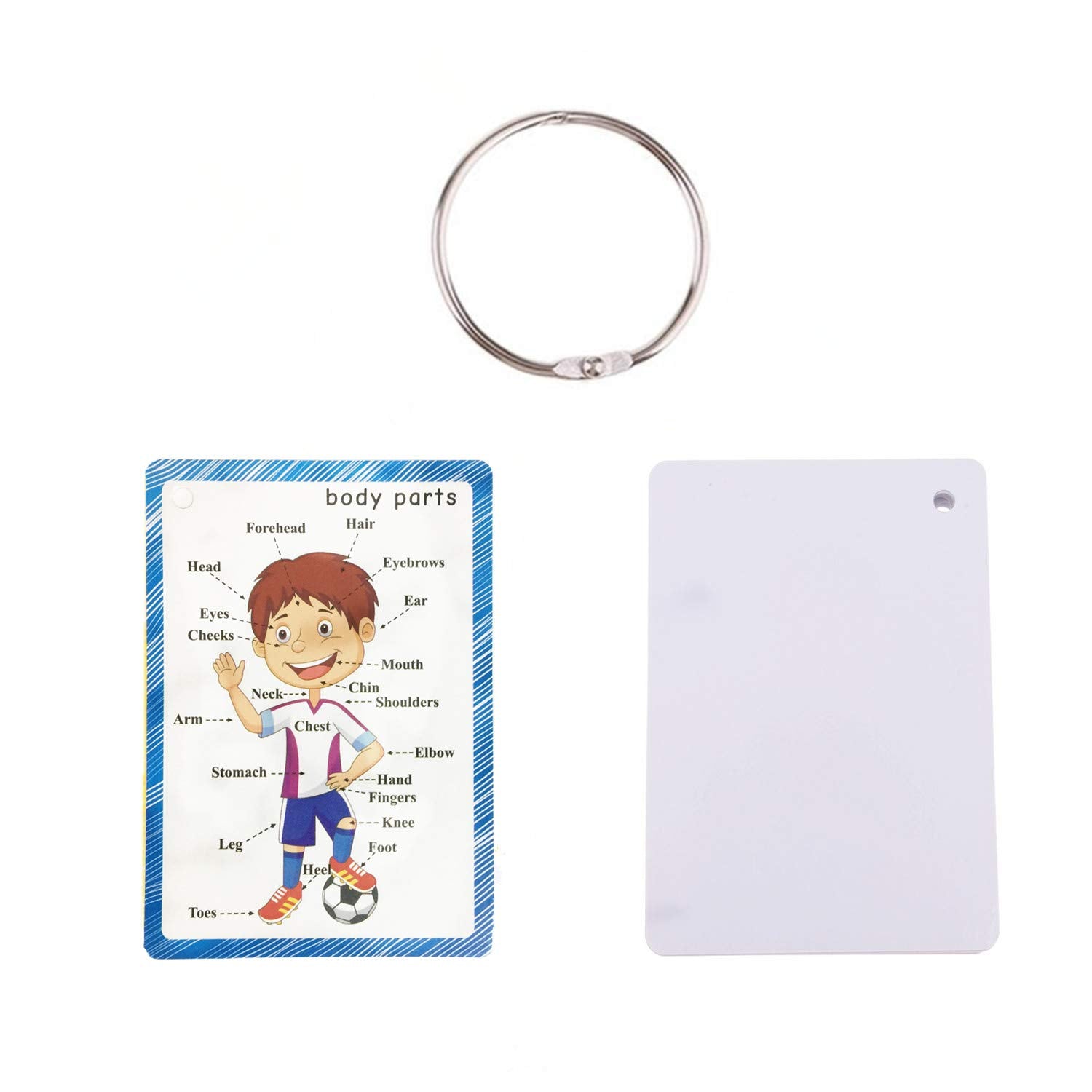 SANTSUN Body Parts Flashcards - Educational Learning Word Card for Class