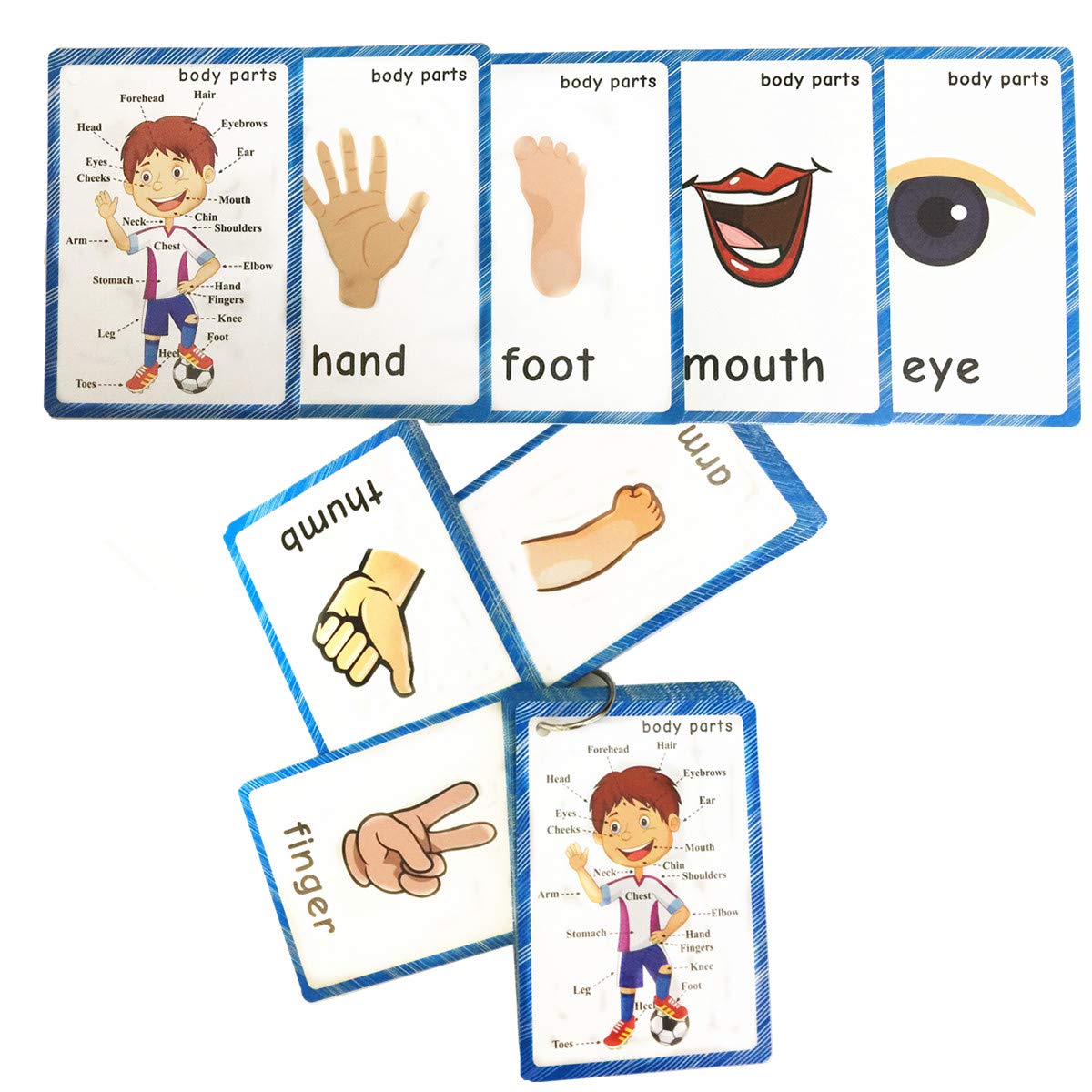 SANTSUN Body Parts Flashcards - Educational Learning Word Card for Class