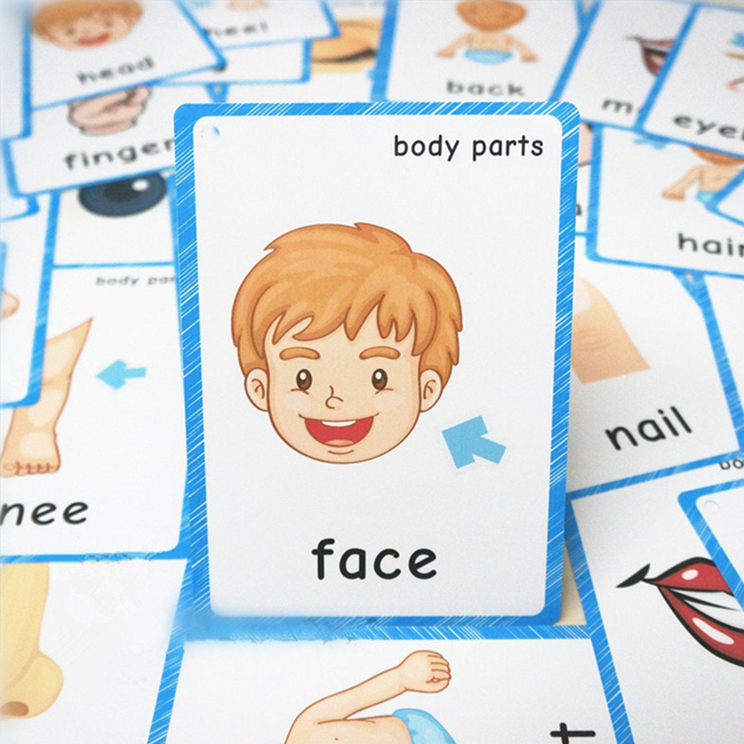 SANTSUN Body Parts Flashcards - Educational Learning Word Card for Class