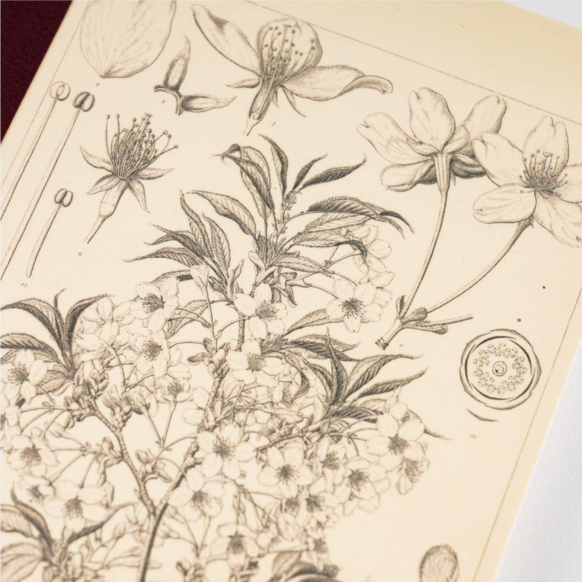 Tomitaro Makino/Almost Daily Square Notebook (A5) Yamazakura 3.7 mm Square 288 Pages, 4 Color Grid