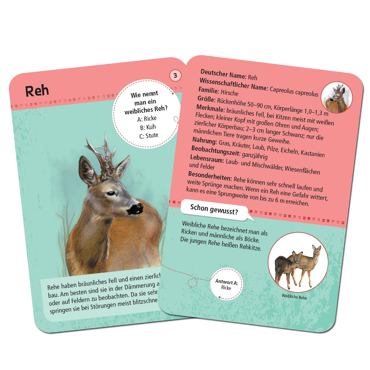 Moses 9739 Expedition Natur - 50 Local Forest and Wild Animals | Determination Cards in a Set |