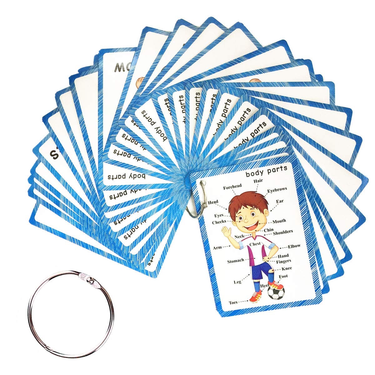 SANTSUN Body Parts Flashcards - Educational Learning Word Card for Class