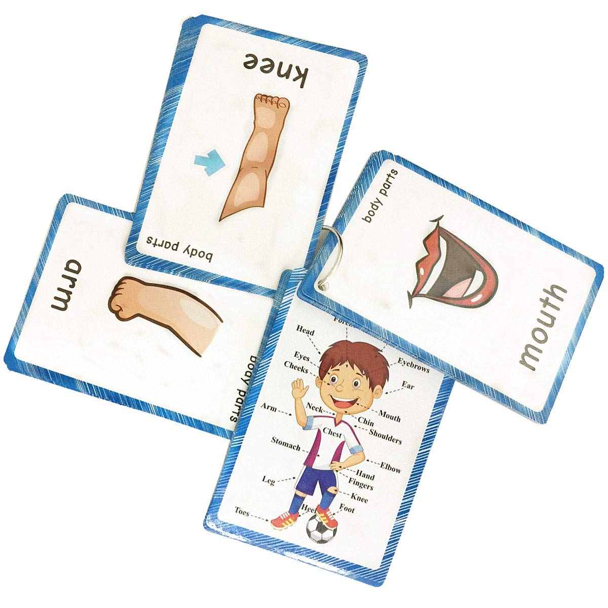 SANTSUN Body Parts Flashcards - Educational Learning Word Card for Class