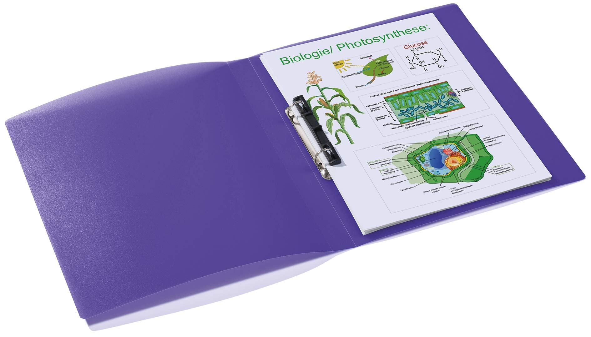 HERMA Ring Binder Translucent in Purple, A4, 25 mm Spine, Slim 2-Ring Binder Made of Plastic
