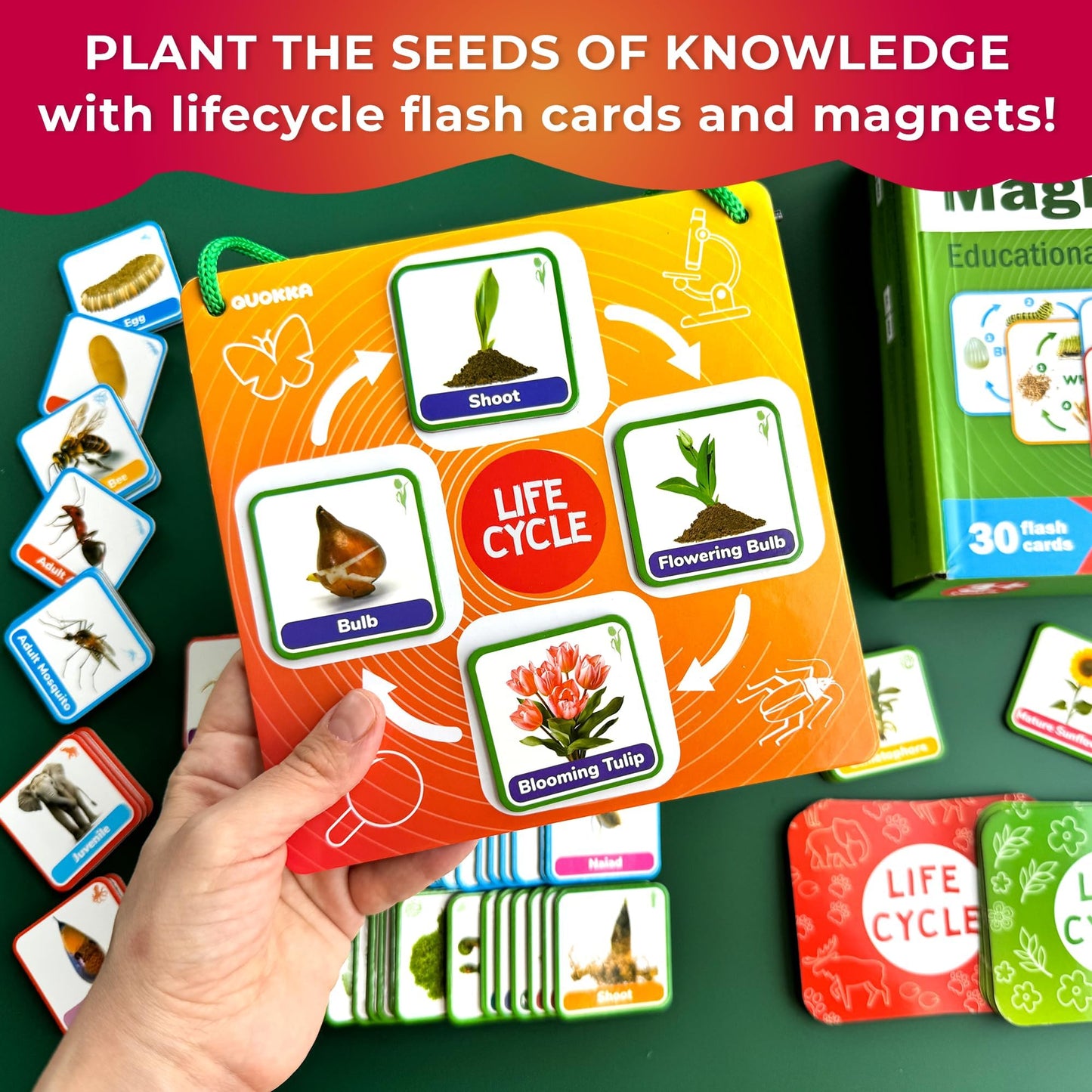 Life Cycle Toys for Kids — Magnetic Flash Cards Science Kits for Kids 3-5