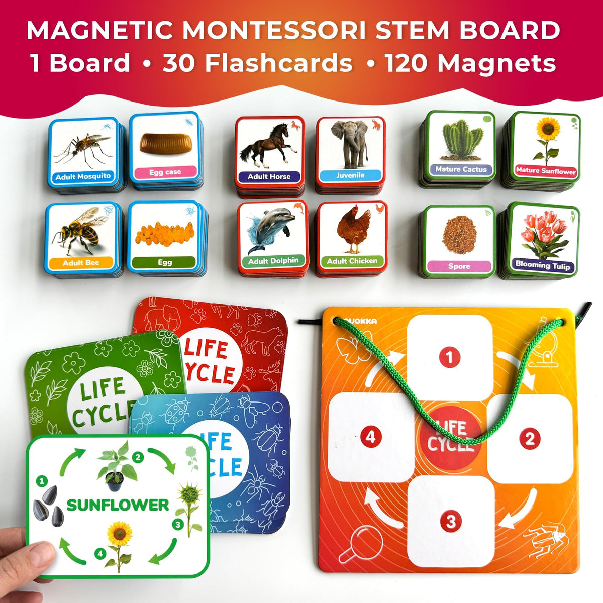 Life Cycle Toys for Kids — Magnetic Flash Cards Science Kits for Kids 3-5