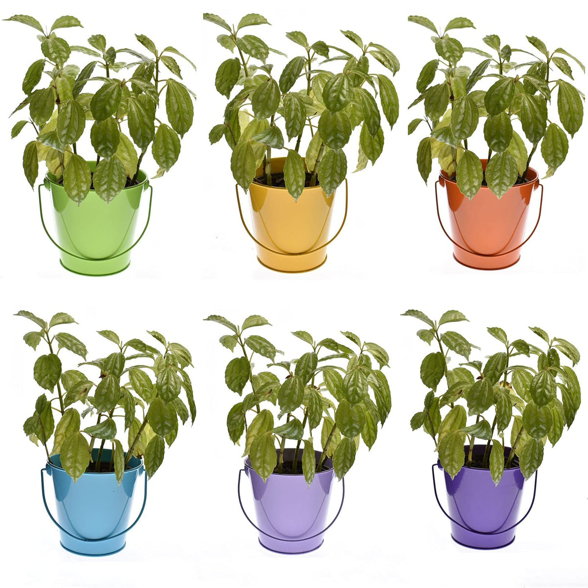 TAKMA Colored Tin Buckets with Handle, 6 Pack 7.48 inch Galvanized Iron Pail Buckets for Kids