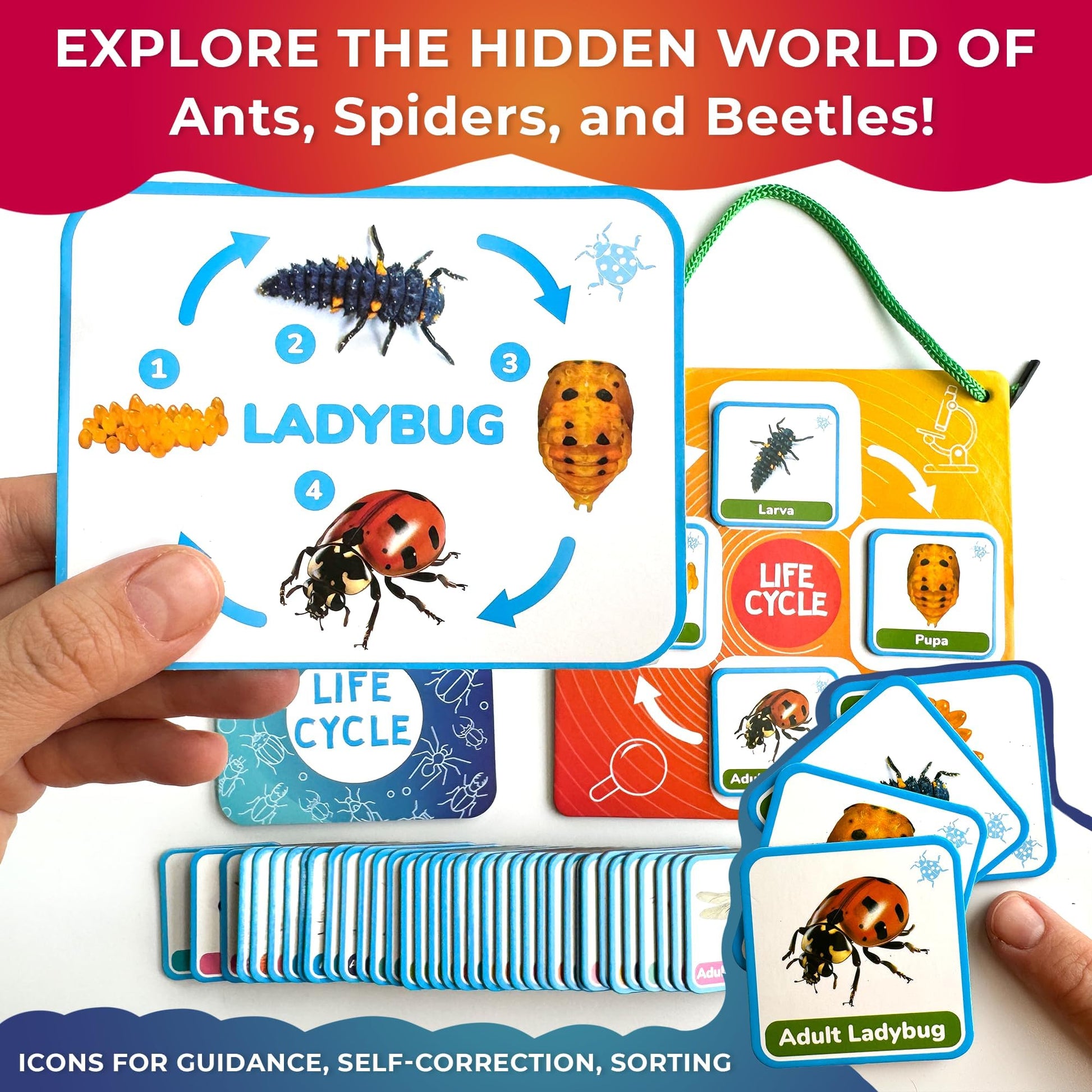 Life Cycle Toys for Kids — Magnetic Flash Cards Science Kits for Kids 3-5