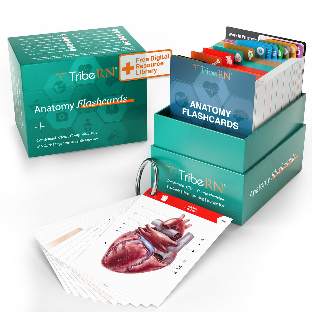 TribeRN Anatomy and Physiology Flash Cards – 320 Study Resources for Students – Human Anatomy &