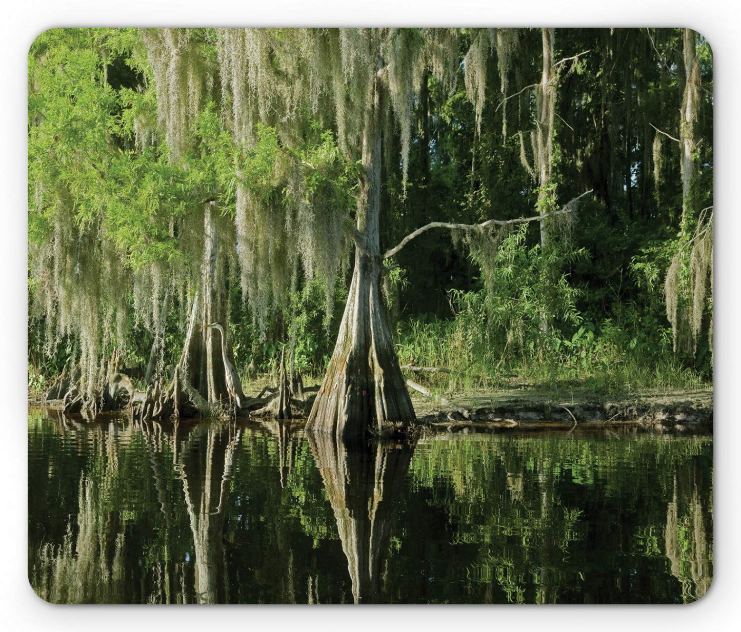 Lunarable National Park Mouse Pad, Reflection on Water Florida Swamp Plants Hanging, Rectangle