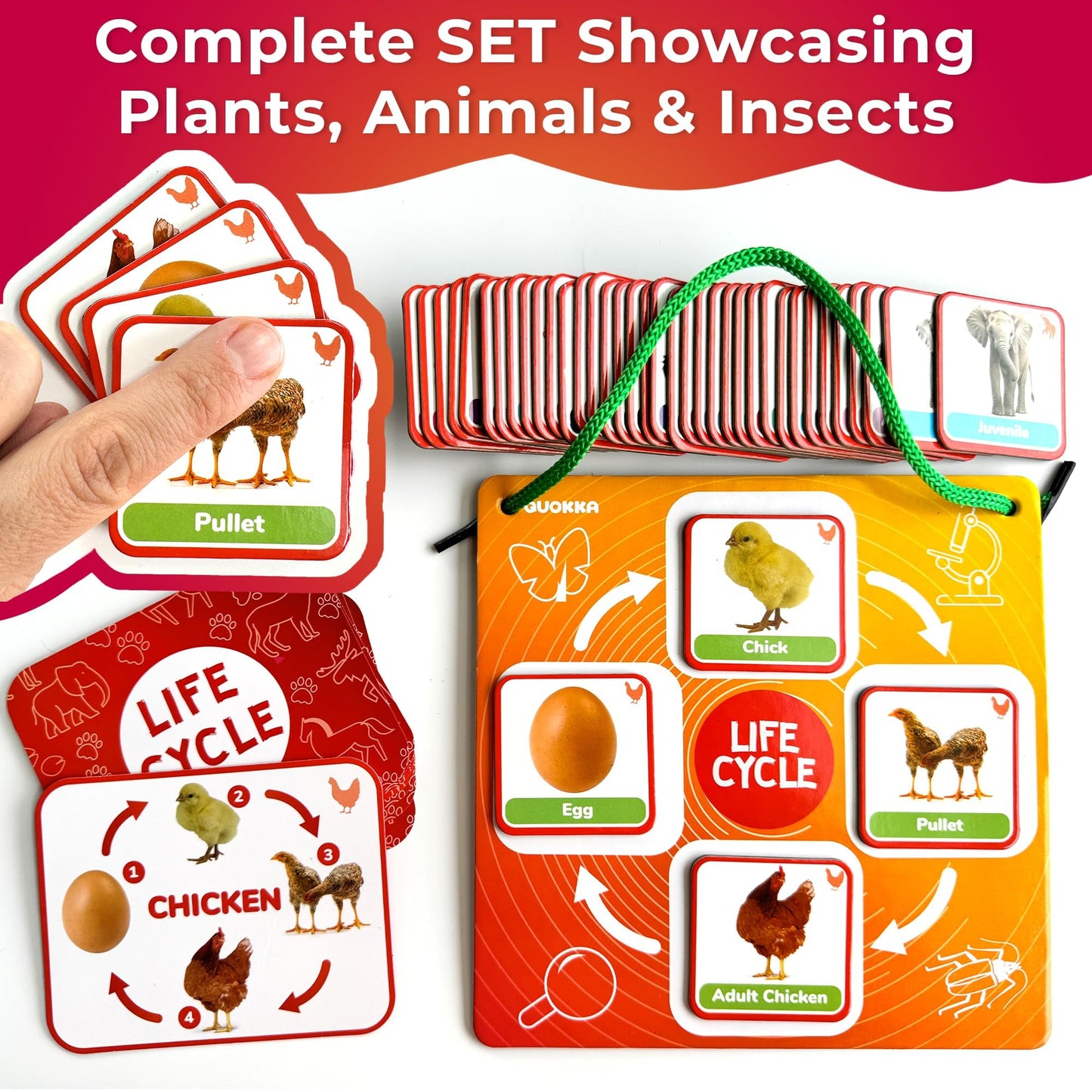 Life Cycle Toys for Kids — Magnetic Flash Cards Science Kits for Kids 3-5