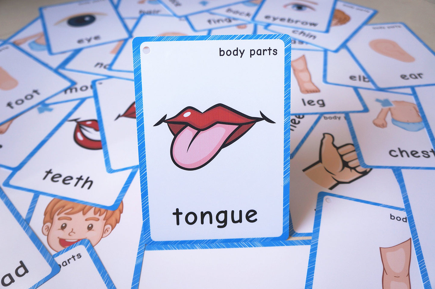 SANTSUN Body Parts Flashcards - Educational Learning Word Card for Class