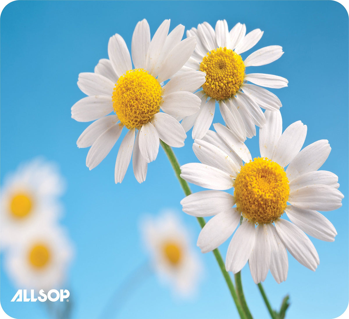 Allsop Nature's Smart Mouse Pad 60% Recycled Content, Daisy (31420)
